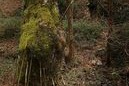 Basaratuste o Kanporamartxo en Lezeaga (Laudio)